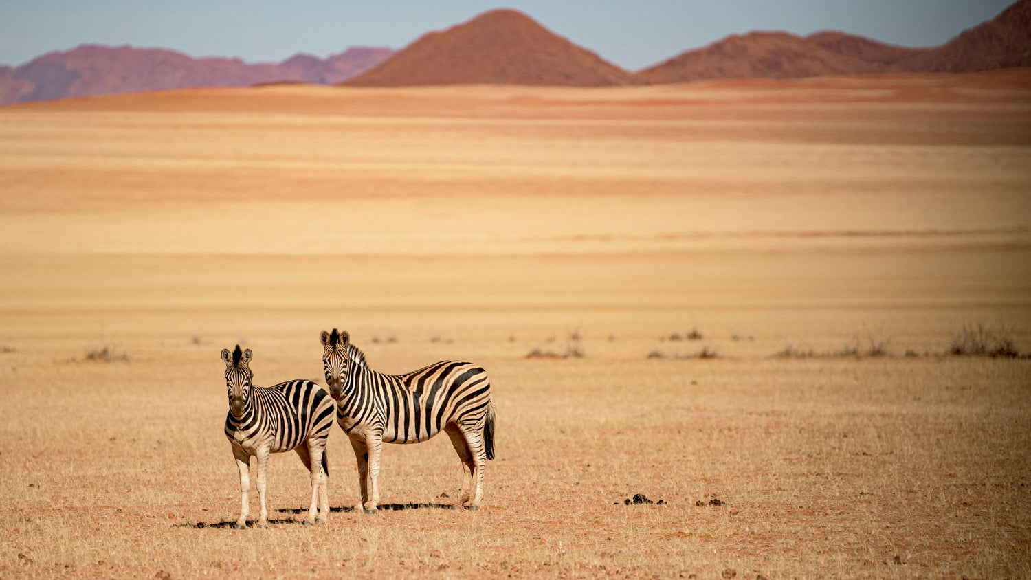 Two zebras standing in a desert landscape with mountains in the background
