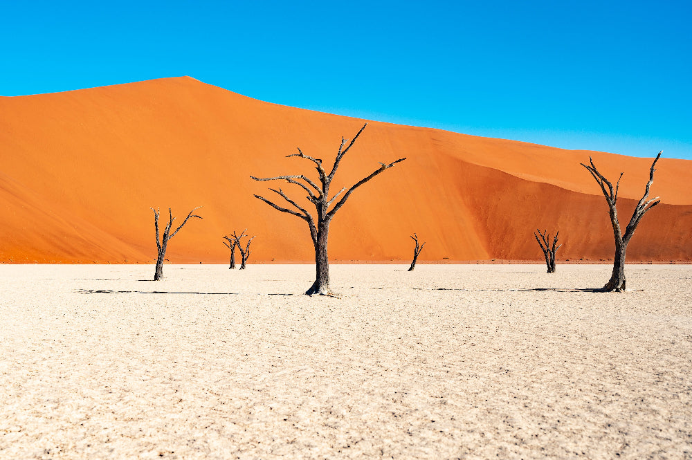 Desert trees Craig Kolesky